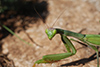 Mantis religiosa